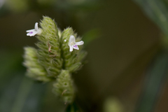 Lepidagathis stenophylla