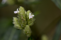 Lepidagathis stenophylla