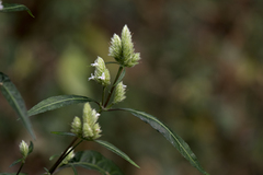 Lepidagathis stenophylla