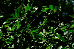 Artabotrys brachypetalus