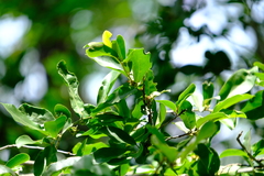 Artabotrys brachypetalus