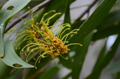Hakea archaeoides