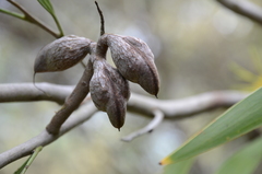 Hakea archaeoides