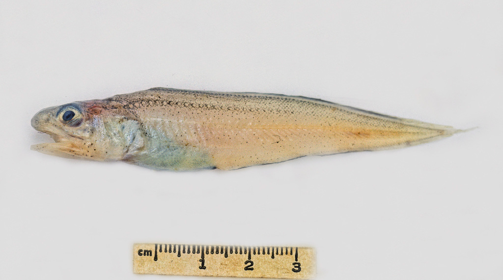 Homostolus