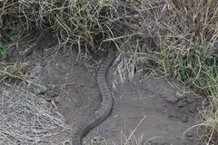 Crotalus triseriatus