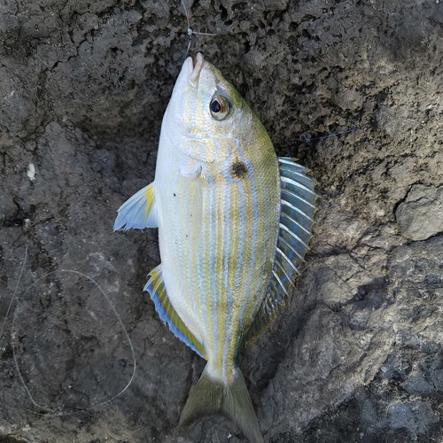 Pinfish (Lagodon rhomboides) — Sparidae — 3