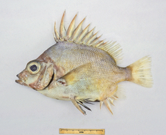 Pentaceros decacanthus