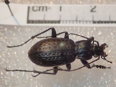 Carabus granulatus interstitialis
