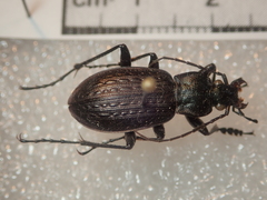 Carabus granulatus interstitialis