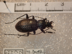 Carabus granulatus interstitialis