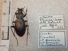 Carabus granulatus interstitialis
