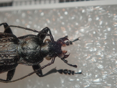 Carabus granulatus interstitialis
