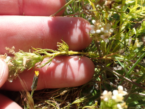 Image of San Francisco Owl's-Clover (Triphysaria floribunda) by no rights reserved