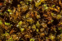 Marsupella sphacelata