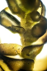 Marsupella sphacelata