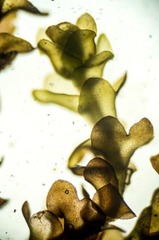 Marsupella sphacelata