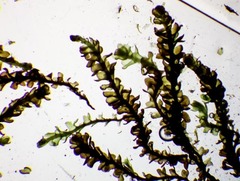 Marsupella sphacelata