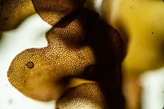 Marsupella sphacelata