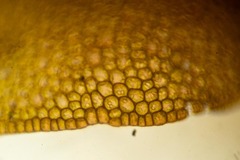 Marsupella sphacelata