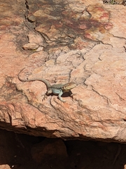 Ctenophorus modestus