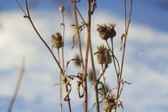 Centaurea scabiosa