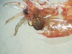 Bopyroides hippolytes