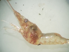 Bopyroides hippolytes