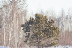 Pinus sylvestris