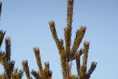 Pinus sylvestris