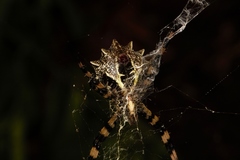 Argiope levii