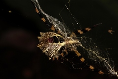 Argiope levii