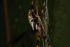 Argiope levii