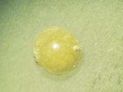 Pulvinulina columbiensis