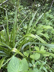 Chlorophytum bowkeri