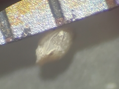 Pulvinulina columbiensis