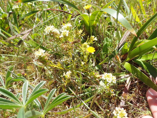 Image of San Francisco Owl's-Clover (Triphysaria floribunda) by no rights reserved