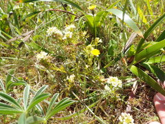 Triphysaria floribunda