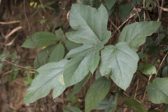 Ficus esquiroliana