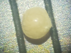 Pulvinulina columbiensis