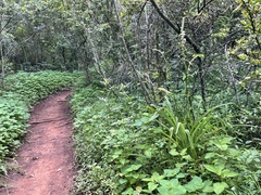 Chlorophytum bowkeri