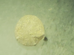 Pulvinulina columbiensis