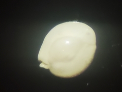 Quinqueloculina