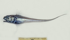Longbarb Whiptail photo 2