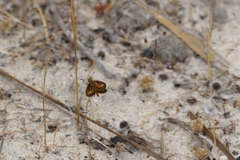 Taractrocera papyria agraulia
