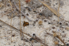 Taractrocera papyria agraulia