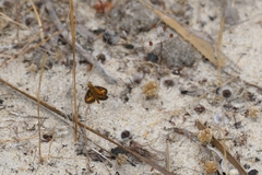 Taractrocera papyria agraulia