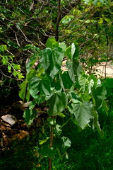 Abutilon angulatum