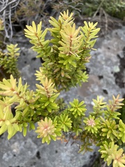 Podocarpus laetus × Podocarpus nivalis