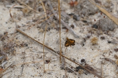 Taractrocera papyria agraulia