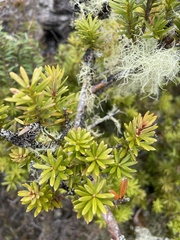 Podocarpus laetus × Podocarpus nivalis